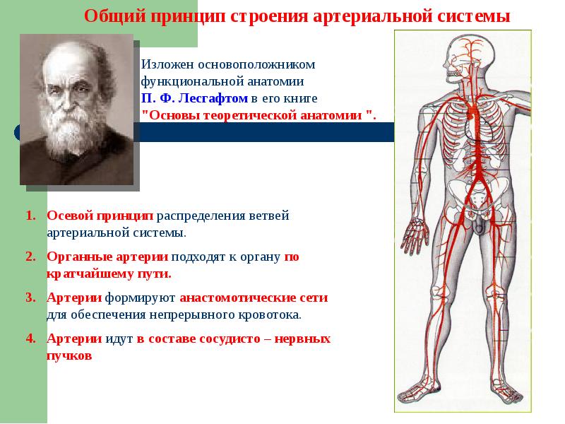 Презентация по анатомии человека