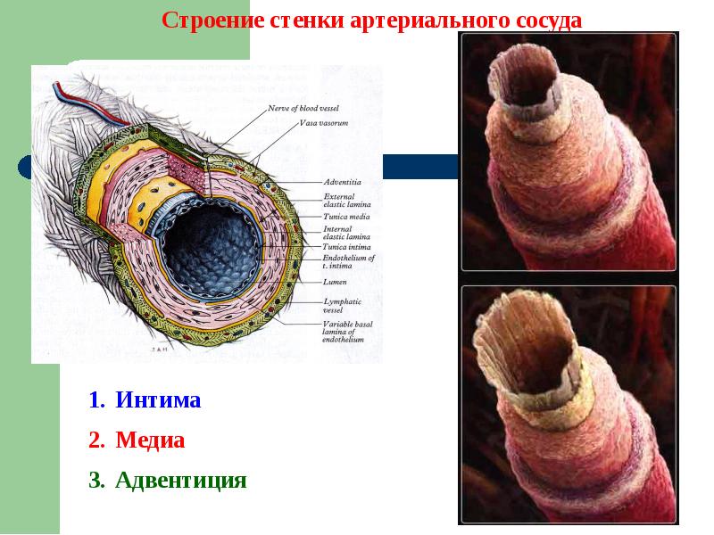 Строение стенки