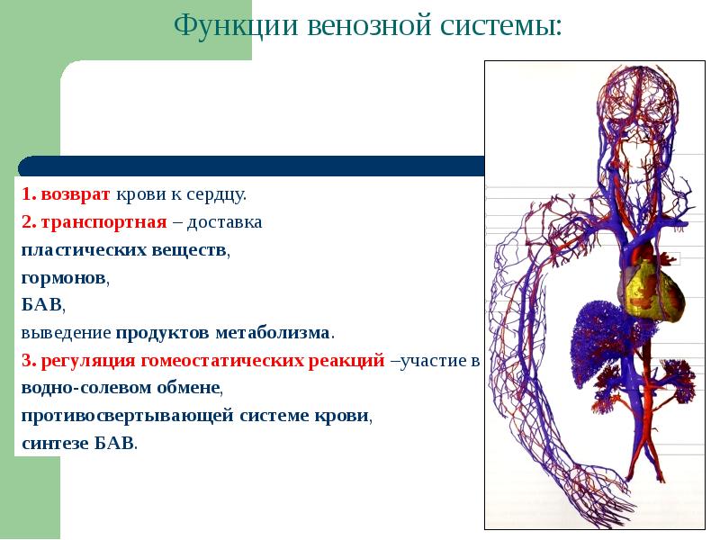 Венозная система анатомия презентация