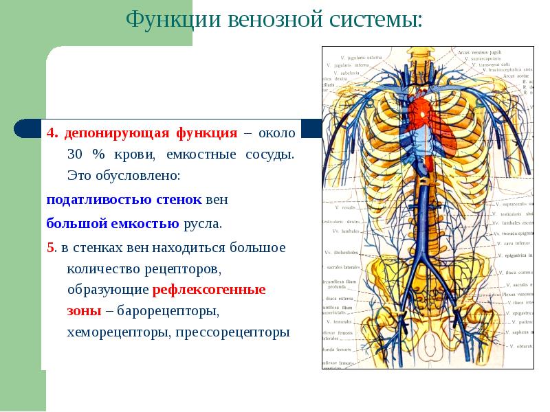 Анатомия человека презентация