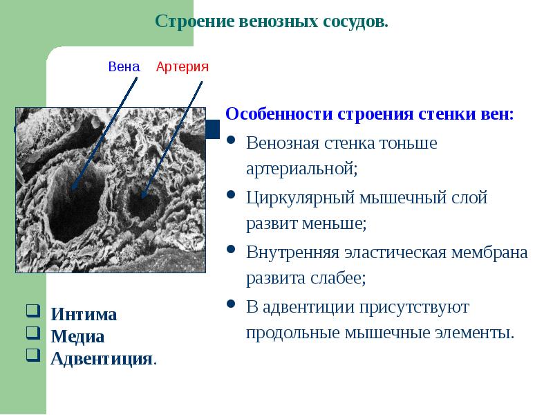 Стенка вен тоньше артериальной