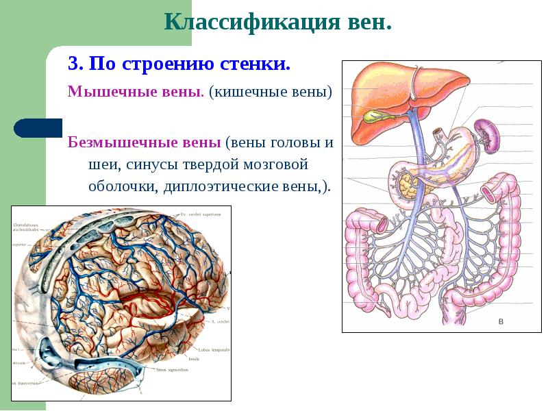 Анатомия человека презентация