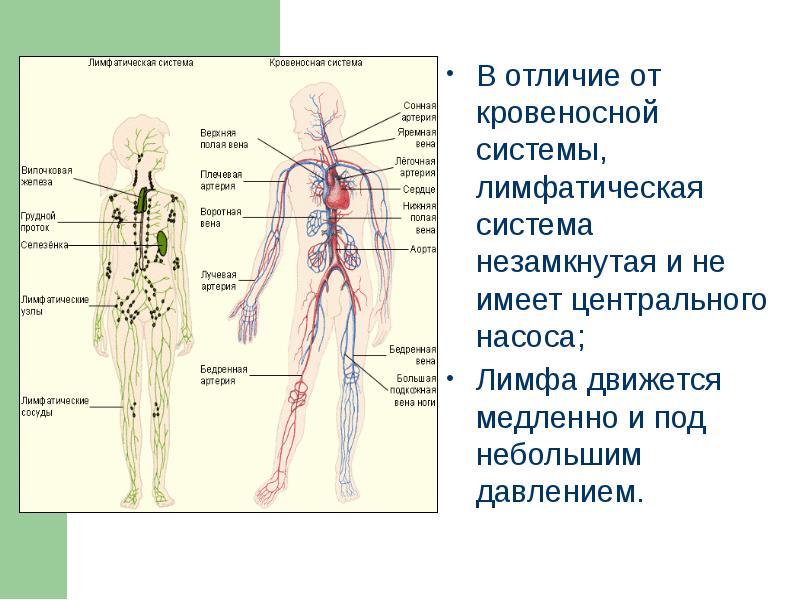 Лимфоток капсулы