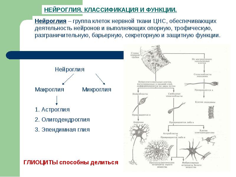 Выполняет опорную функцию. Тип глиальных клеток структура функции таблица. Нейроглия классификация и функции. Функция нейроглии в нервной ткани. Виды глиальных клеток и их функции таблица.