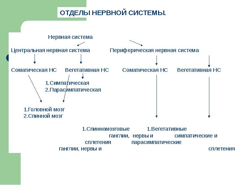 Нарисуйте схему подразделения нервной системы и центральную и периферическую