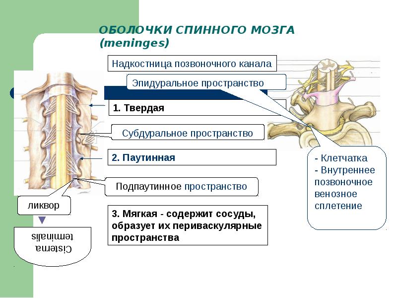 Анатомия человека презентация