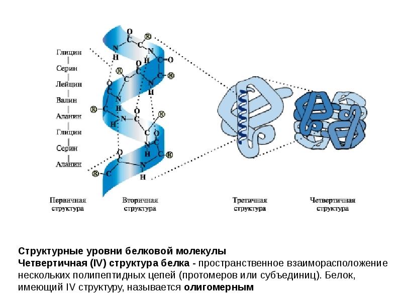 Имеют 4 структуры. Трехмерная пространственная структура белка. Строение белка БХ. Полипептидная цепь спиральная структура глобулярный белок. Пространственная структура белка третичной структуры.