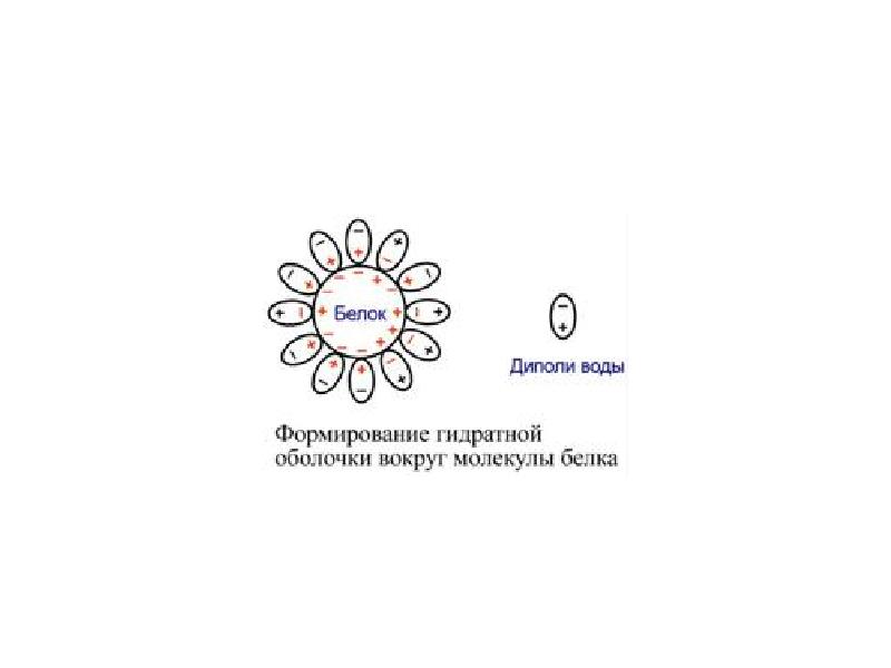 Оболочка белка. Гидратная оболочка белков. Формирование гидратной оболочки белка. Гидратная оболочка молекулы белка. Гидратная оболочка белковой молекулы.