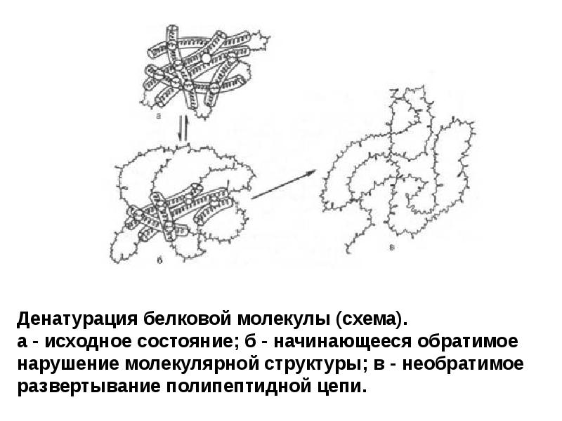 Денатурация белка схема