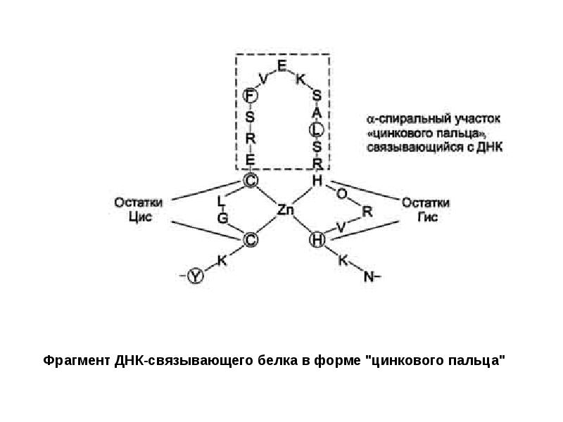 Схема бх для собак