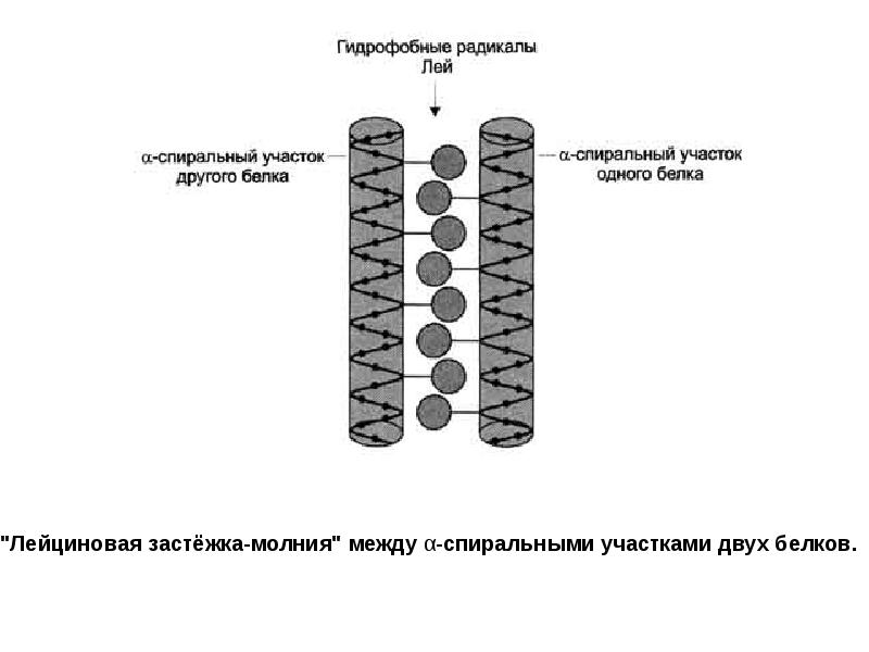 Гидрофобные связи белка. Лейциновая застежка-молния структура. Супервторичная структура белка лейциновая застежка молния. Лейциновая застежка биохимия. Супервторичная структура лейциновая застежка молния.