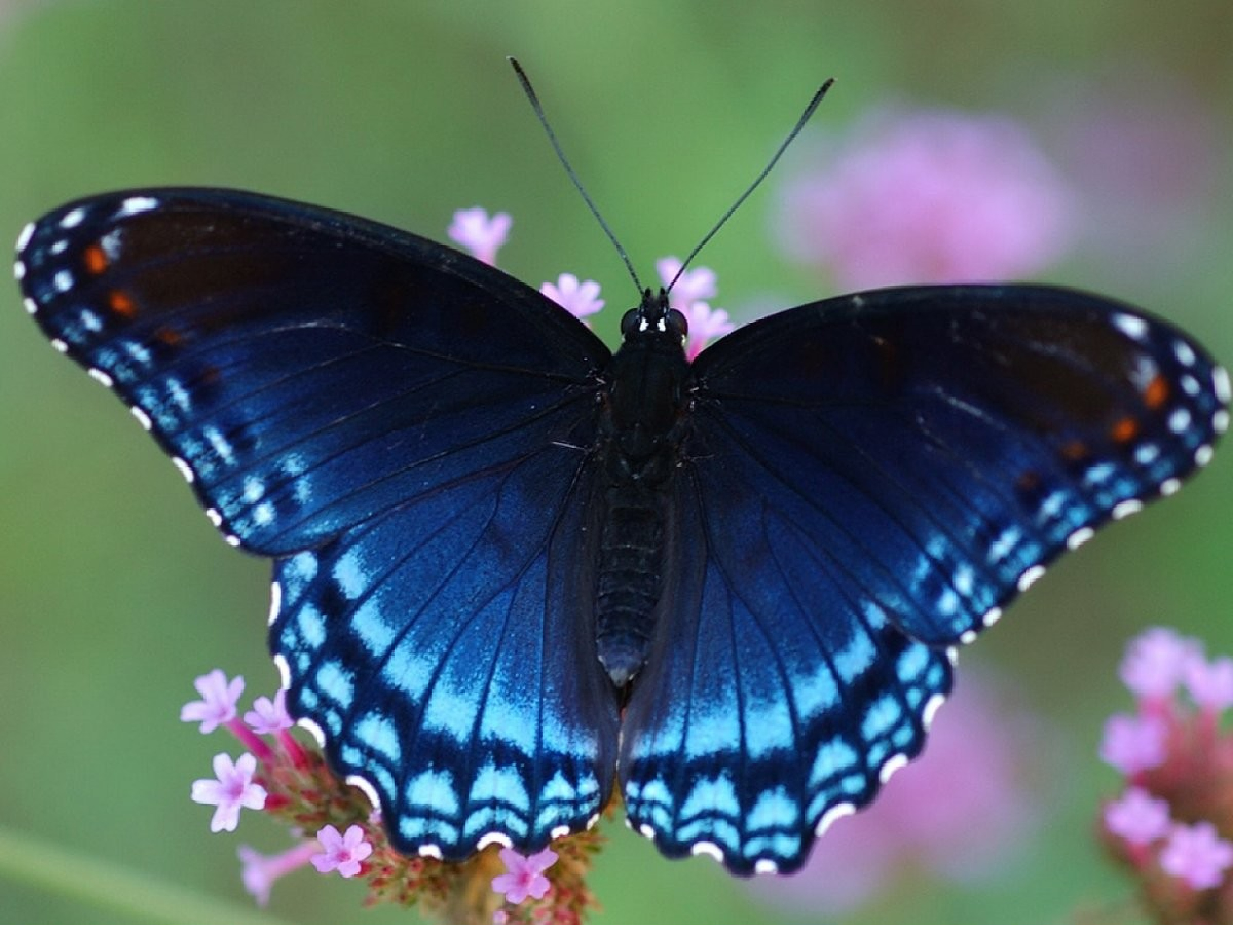 Бабочки вб. Калифорнийский синий Махаон. Бабочка калифорнийский Махаон. Голубой Махаон бабочка. Королевский Махаон.