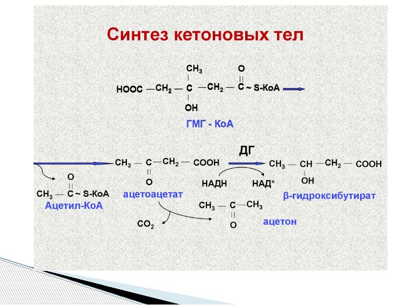 Теле синтез. Схема синтеза кетоновых тел. Биосинтез кетоновых тел схема. Синтез кетоновых тел из ацетил-КОА. Синтез кетоновых тел формулы.