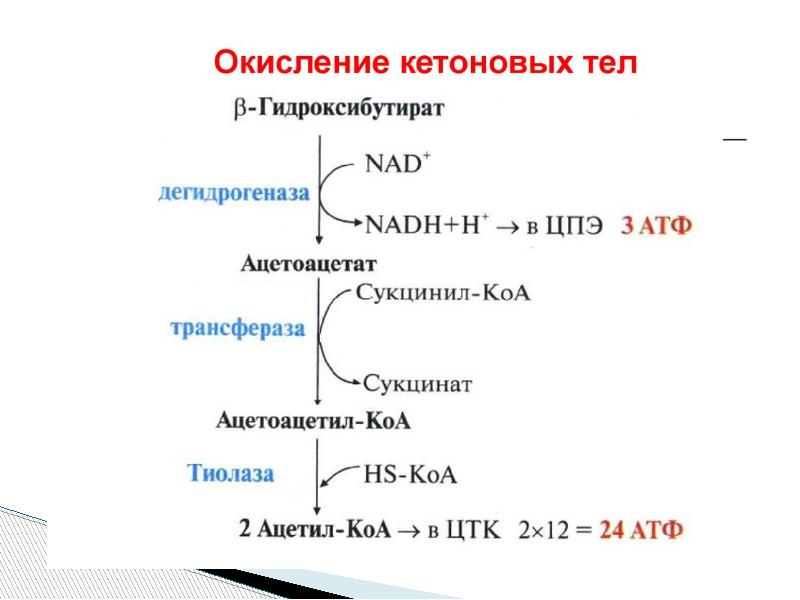 Теле синтез. Окисление жирных кислот до кетоновых тел. Биосинтез кетоновых тел биохимия. Катаболизма и окисления кетоновых тел. Кетоновые тела метаболизм схема.