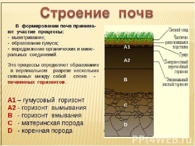 Проект на тему почвы 8 класс