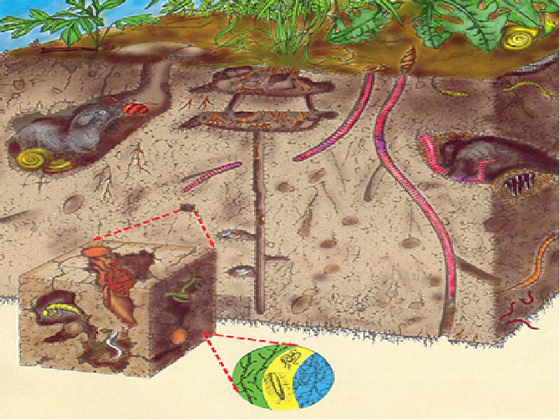 Почва и подземные обитатели презентация для дошкольников