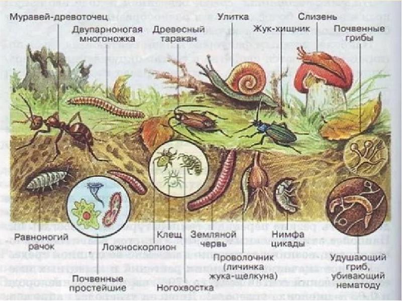 Схема почвы 6 класс география