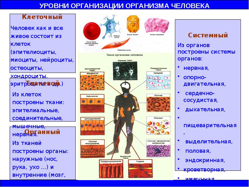 Организм единое целое презентация 6 класс пасечник