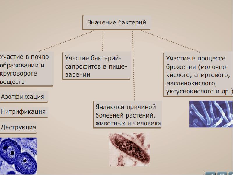 Связь формы клеток с их функцией. Задачи по общей биологии. Без участия бактерий производятся. Функции серебра в клетке. Какие организмы участвуют в процессе нитрификации.