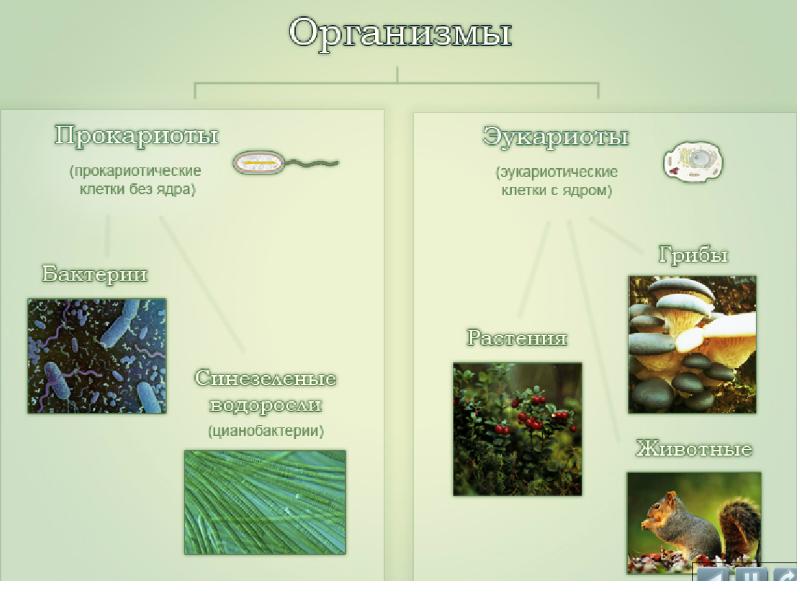 Презентация общая биология