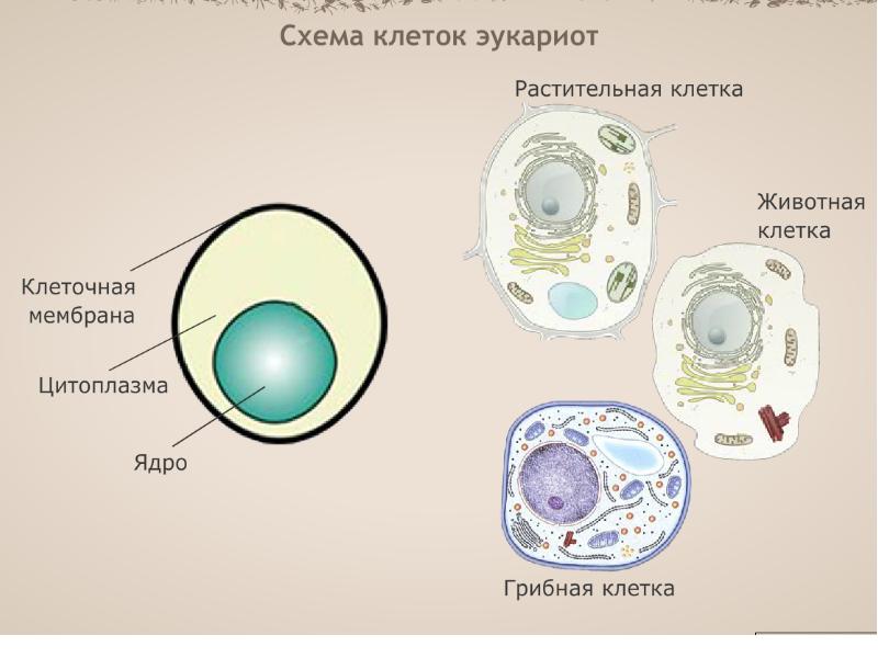 Клетка гриба фото