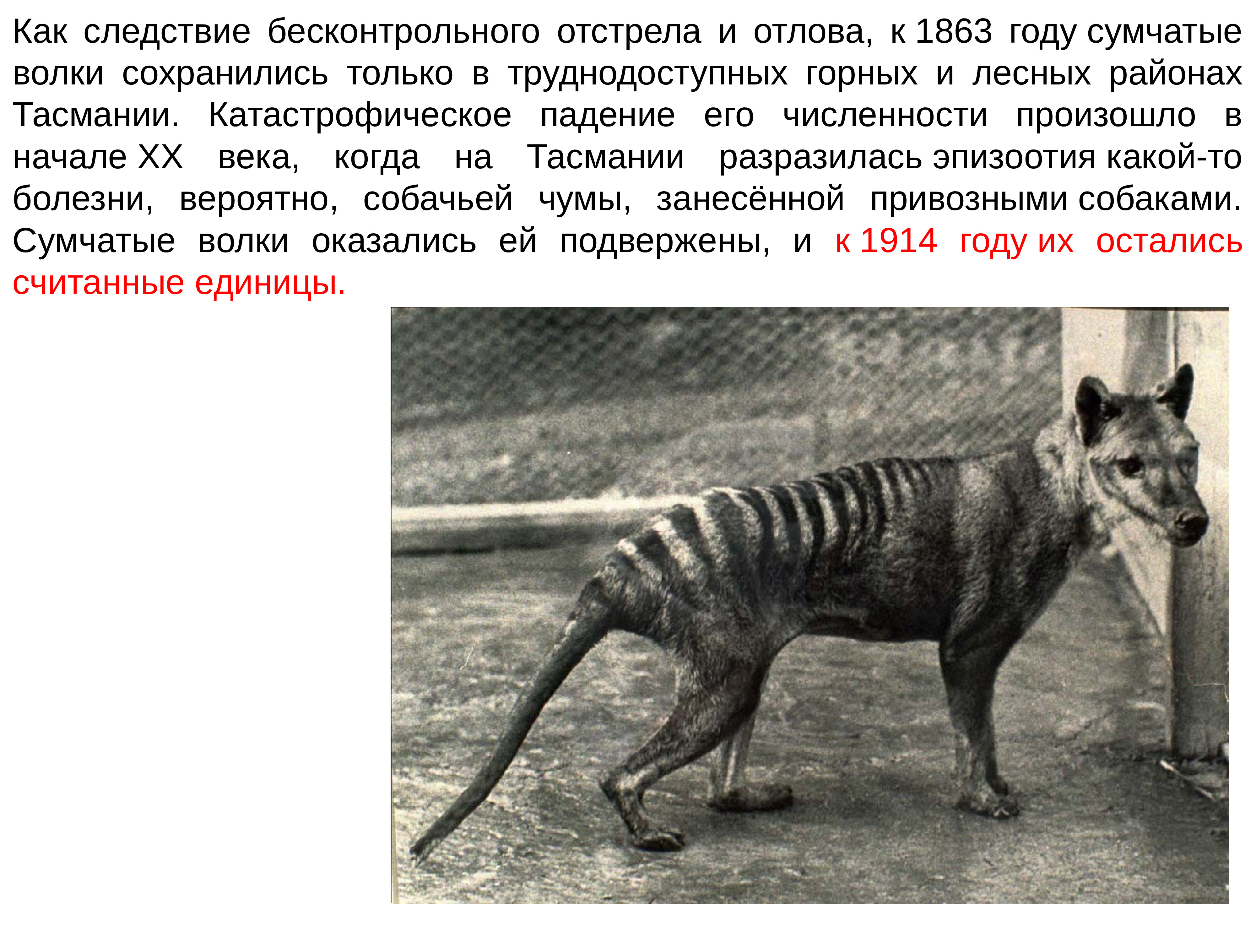 Сумчатый волк в Московском зоопарке