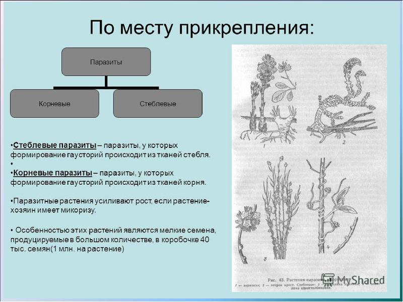 Какая форма биотических взаимоотношений изображена на рисунке корни