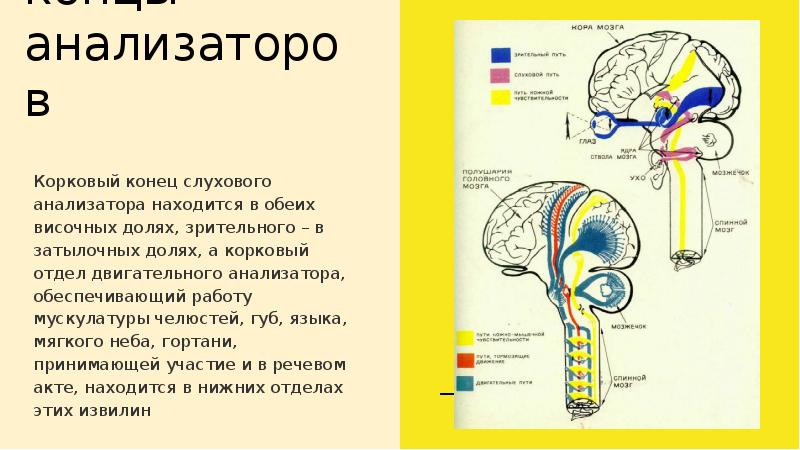 Корковые анализаторы. Корковый конец слухового анализатора. Корковые концы анализаторов. Корковый отдел речевого анализатора. Корковый конец слухового анализатора располагается.