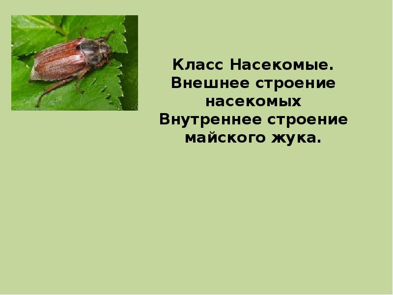 Внешнее строение насекомого майский жук. Систематика майского жука. Майский Жук класс насекомые. Майский Жук Тип и класс. Классификация майского жука.