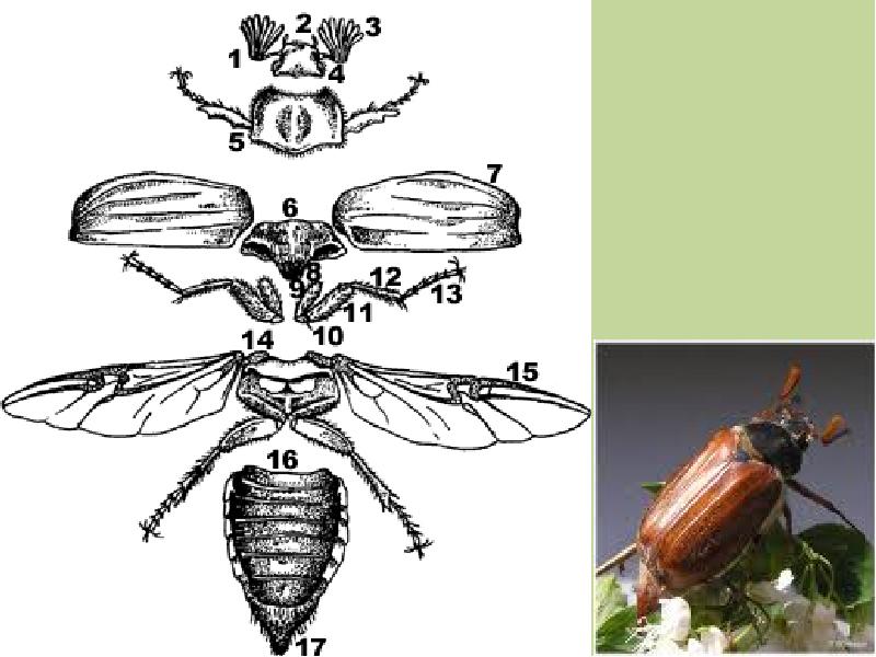 Внешнее строение майского жука с подписями рисунок