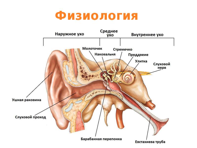 Слуховой анализатор физиология презентация