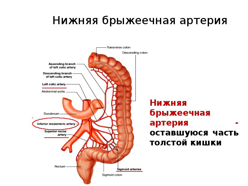 Кровоснабжение кишечника схема