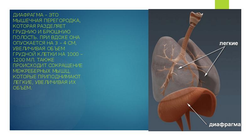 При вдохе межреберные мышцы сокращаются. Диафрагма грудная и брюшная полости. Топографическая анатомия грудной стенки и органов полости. Диафрагма отделяет. Диафрагма при вдохе.