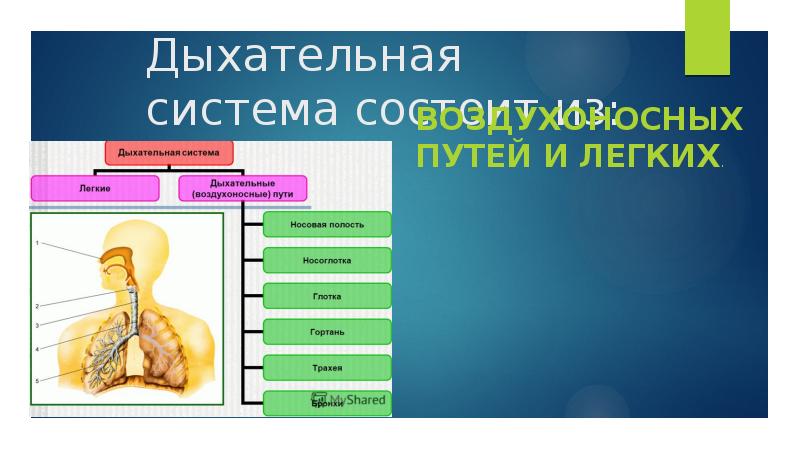 Проект органы дыхания 3 класс