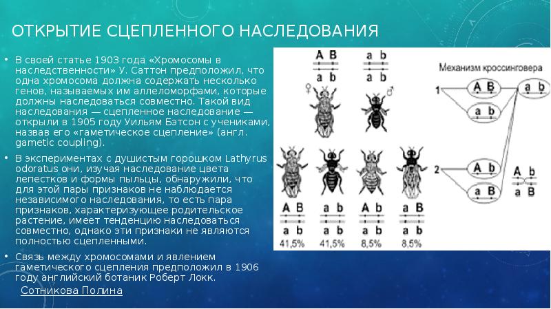 Хромосомы материальные основы наследственности. Хромосомная теория наследственности сцепленное наследование. Хромосомная теория наследственности. Какой хромосомный набор у рабочей пчелы.