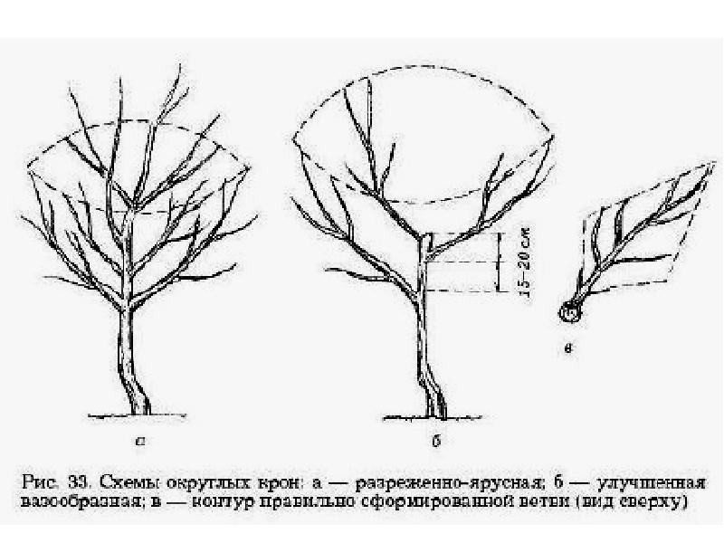 Формирование сливы чашей схема кроны