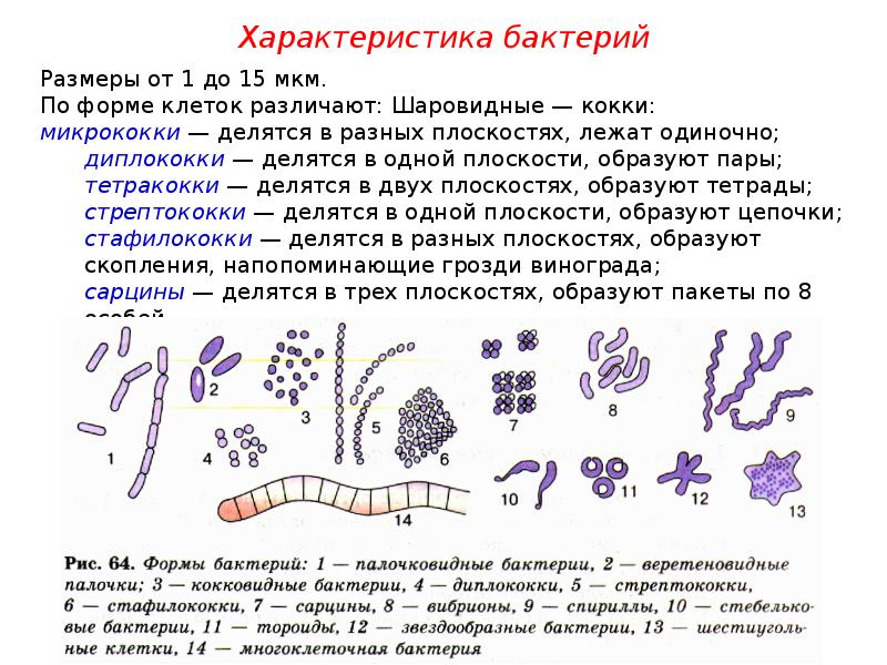 Колониальная форма прокариотов. Лишайники прокариоты. 3. Прокариотами являются -вирусы -простейшие -бактерии -грибы.