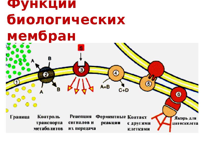 Функции биологических мембран презентация