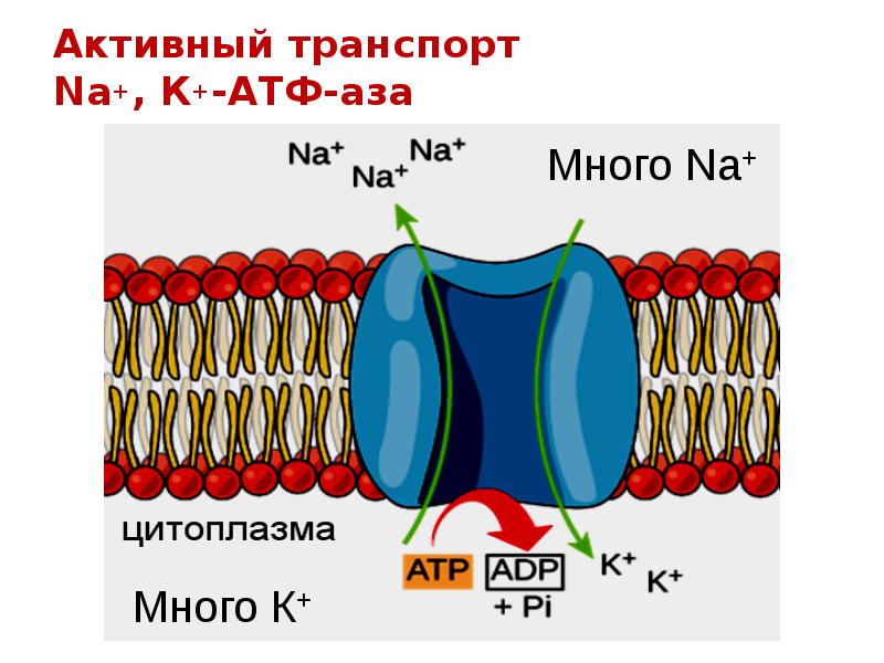 Активный транспорт рисунок. Na+/k+-АТФ-аза первично-активный транспорт. Активный транспорт. Активный транспорт это в биологии. АТФ азы активного транспорта.