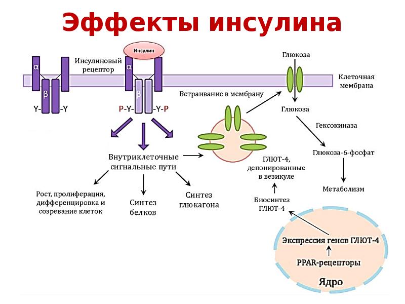 Рост синтез. Механизм действия инсулина биохимия гормоны. Действие инсулина на метаболические процессы схема. Схема действия инсулина на метаболизм клетки мишени. Схема взаимодействия инсулина с рецептором.