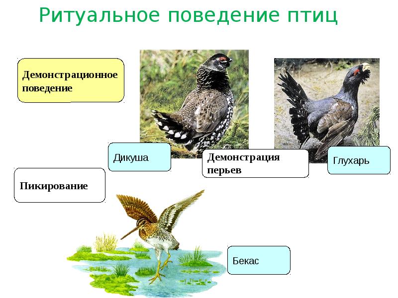 Поведение птиц контролируется. Ритуальное поведение птиц. Территориальное поведение птиц. Брачное поведение птиц. Особенности поведения птиц.