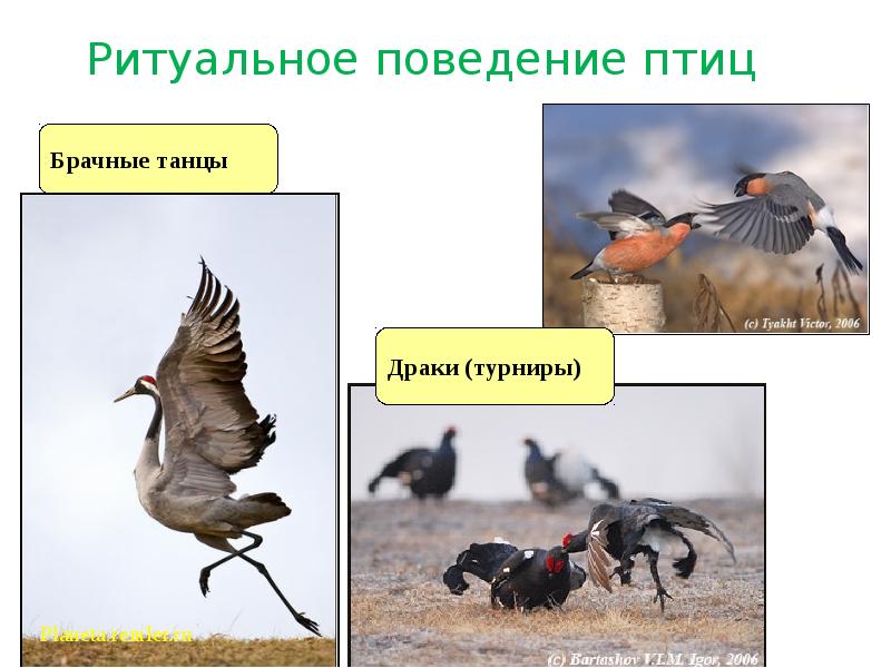 Поведение птиц 8 класс презентация. Поведение птиц. Ритуальное поведение птиц. Брачное поведение птиц. Брачные ритуалы птиц.