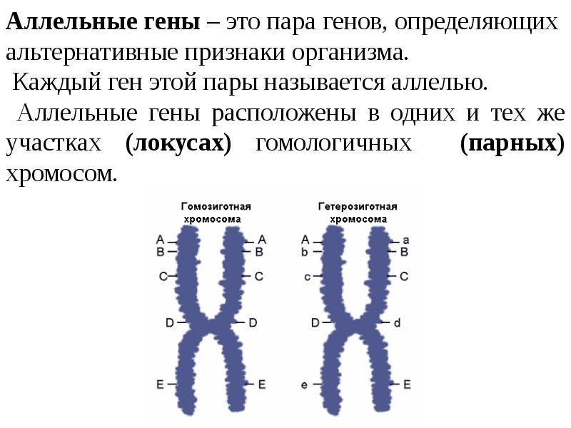 В у хромосоме находится ген
