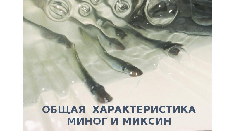 ОБЩАЯ ХАРАКТЕРИСТИКА МИНОГ И МИКСИН