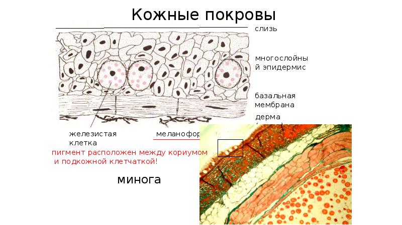 Кожные покровы ланцетника рисунок