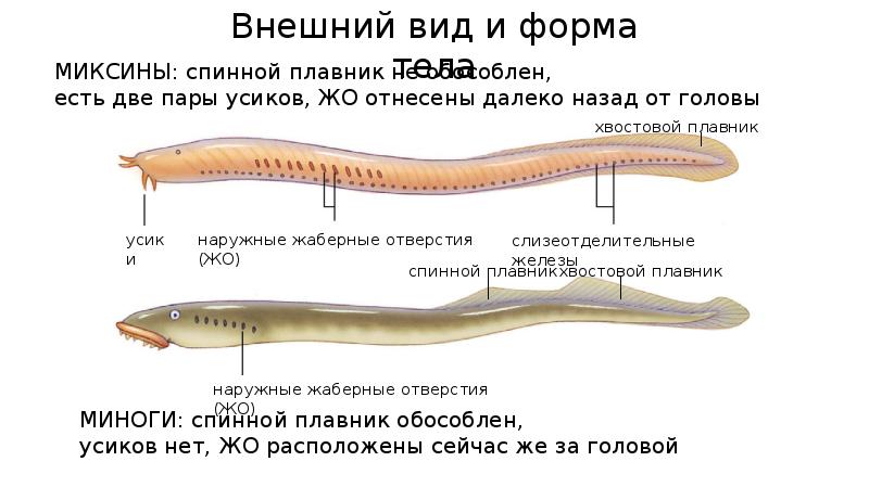 ОБЩАЯ ХАРАКТЕРИСТИКА МИНОГ И МИКСИН
