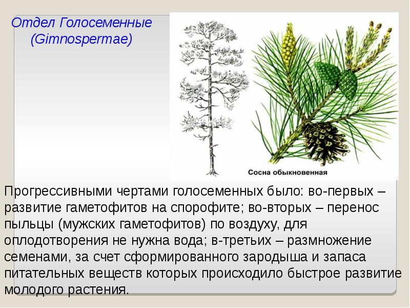 Презентация отдел голосеменные и покрытосеменные 6 класс