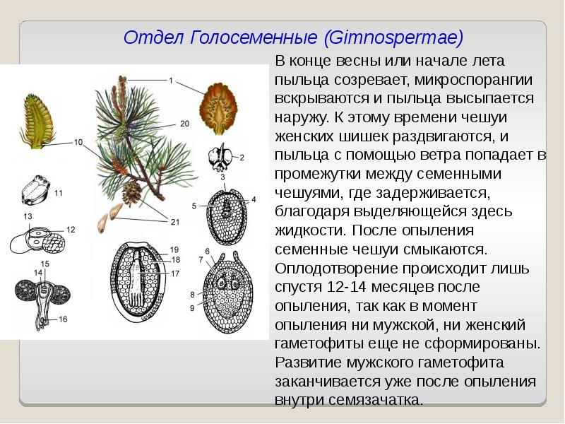 Жизненный цикл голосеменных схема с подписями