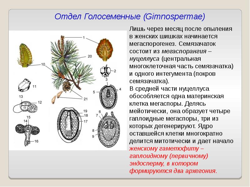 Цикл развития голосеменных схема с описанием