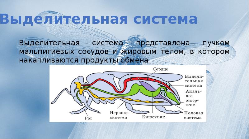 Пищеварительная система насекомых рисунок